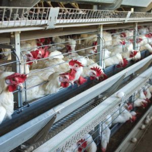 Modern chicken farm for the breeding of white chickens and eggs, multi-level conveyor, indoor, copy space, poultry farming